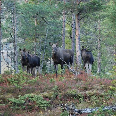 Koselig Hus I Velfjord Dom wakacyjny